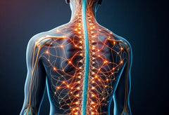 Entdecke die faszinierende Welt der nervenbahnen im rücken